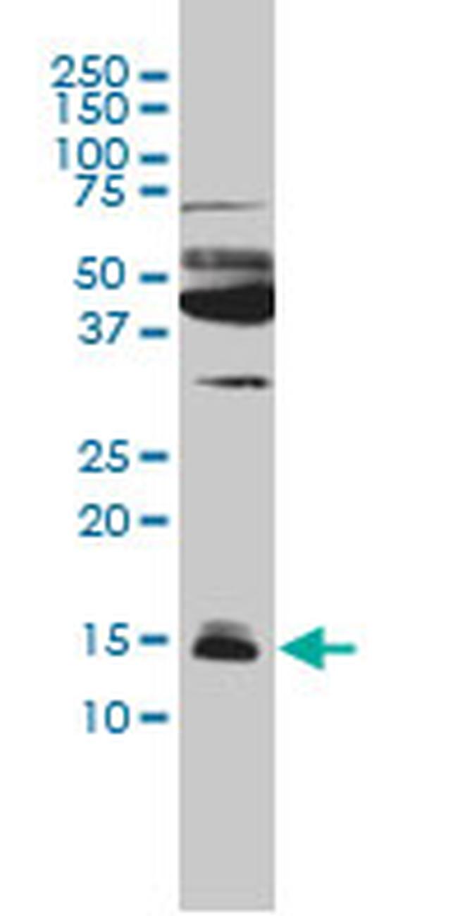 IFITM3 Antibody in Western Blot (WB)