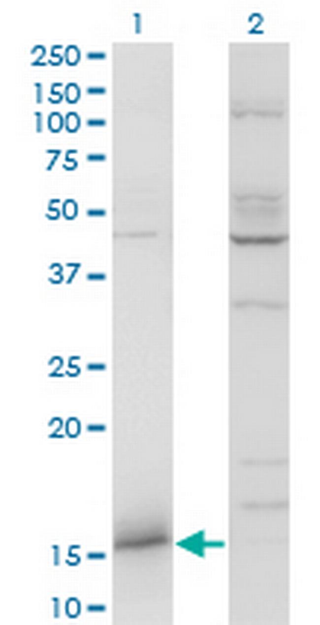 IFITM3 Antibody in Western Blot (WB)