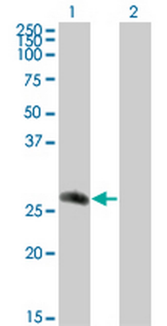CDC42EP2 Antibody in Western Blot (WB)