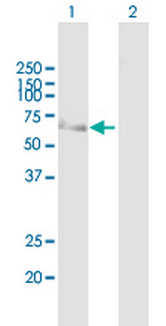 MCRS1 Antibody in Western Blot (WB)