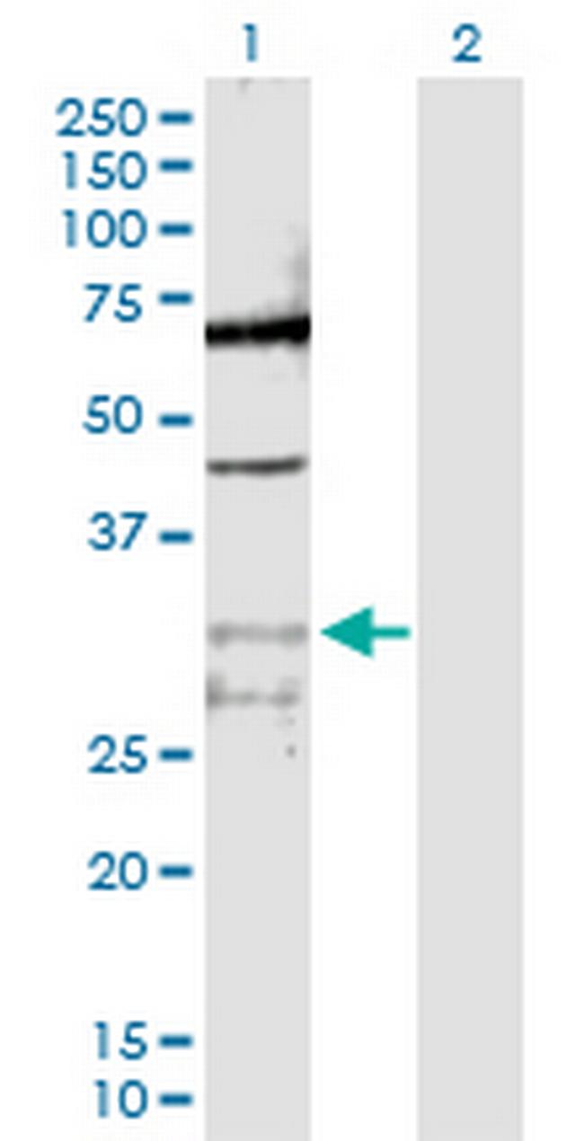 PPIE Antibody in Western Blot (WB)