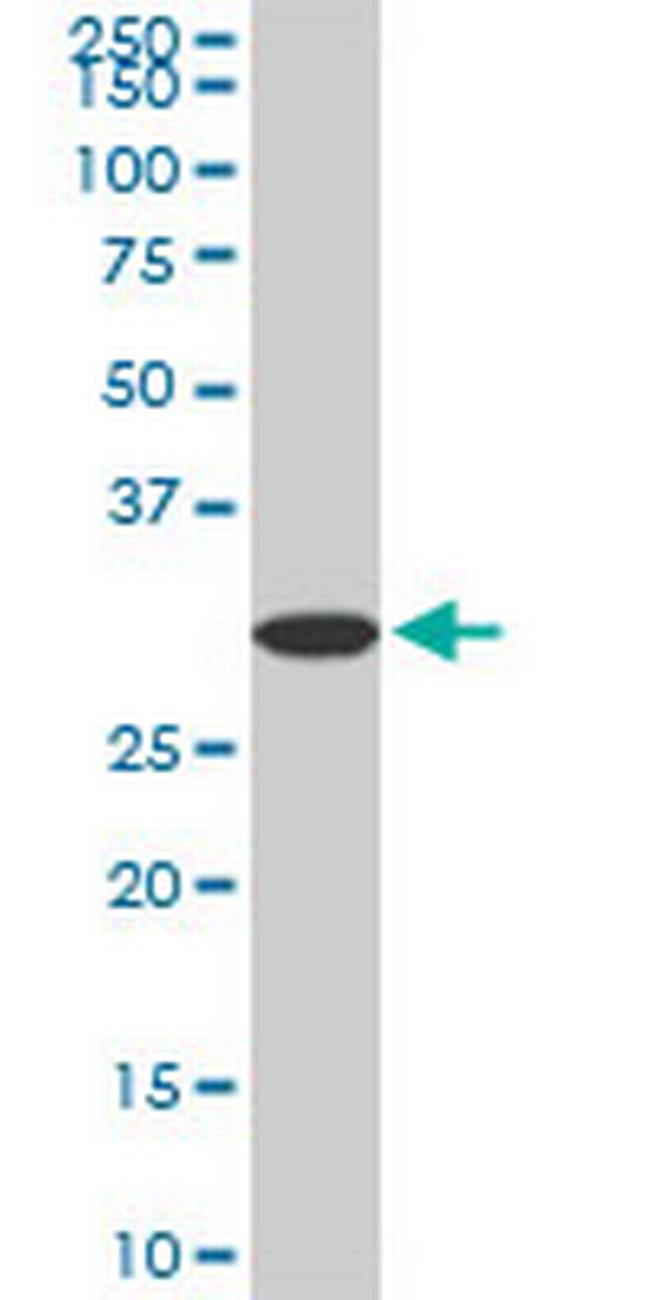 PPIE Antibody in Western Blot (WB)