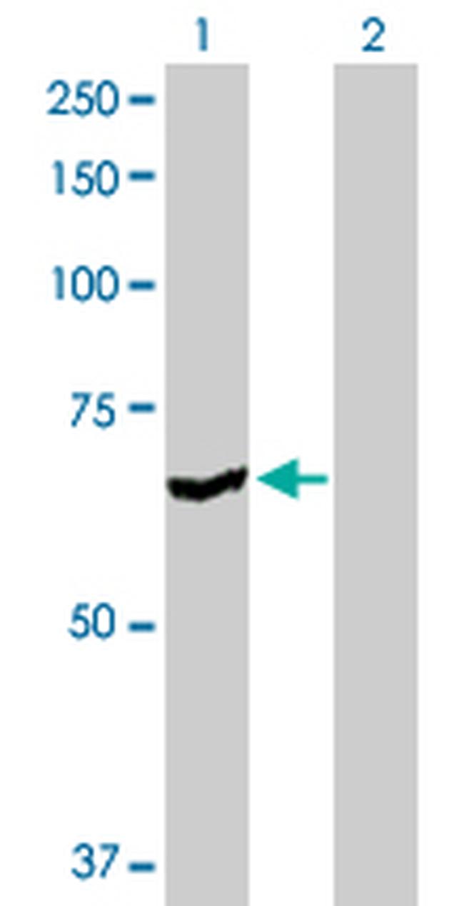 BAIAP2 Antibody in Western Blot (WB)