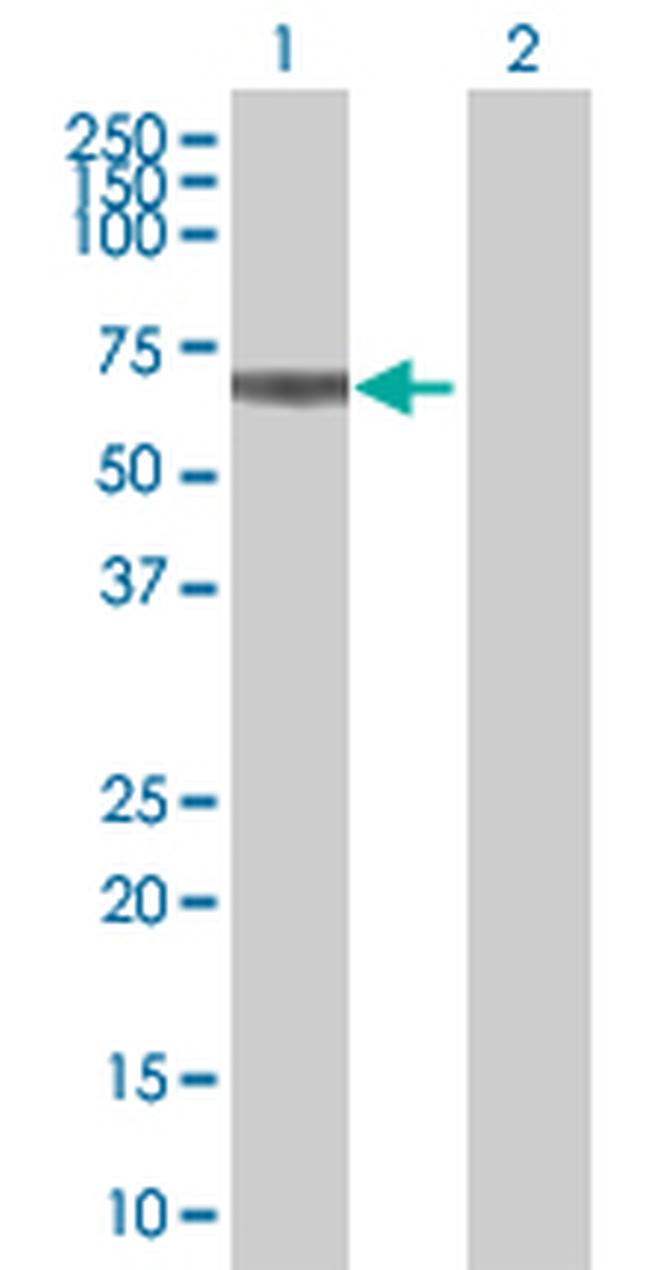 SLC30A9 Antibody in Western Blot (WB)
