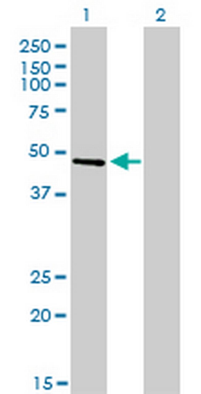 CREB3 Antibody in Western Blot (WB)