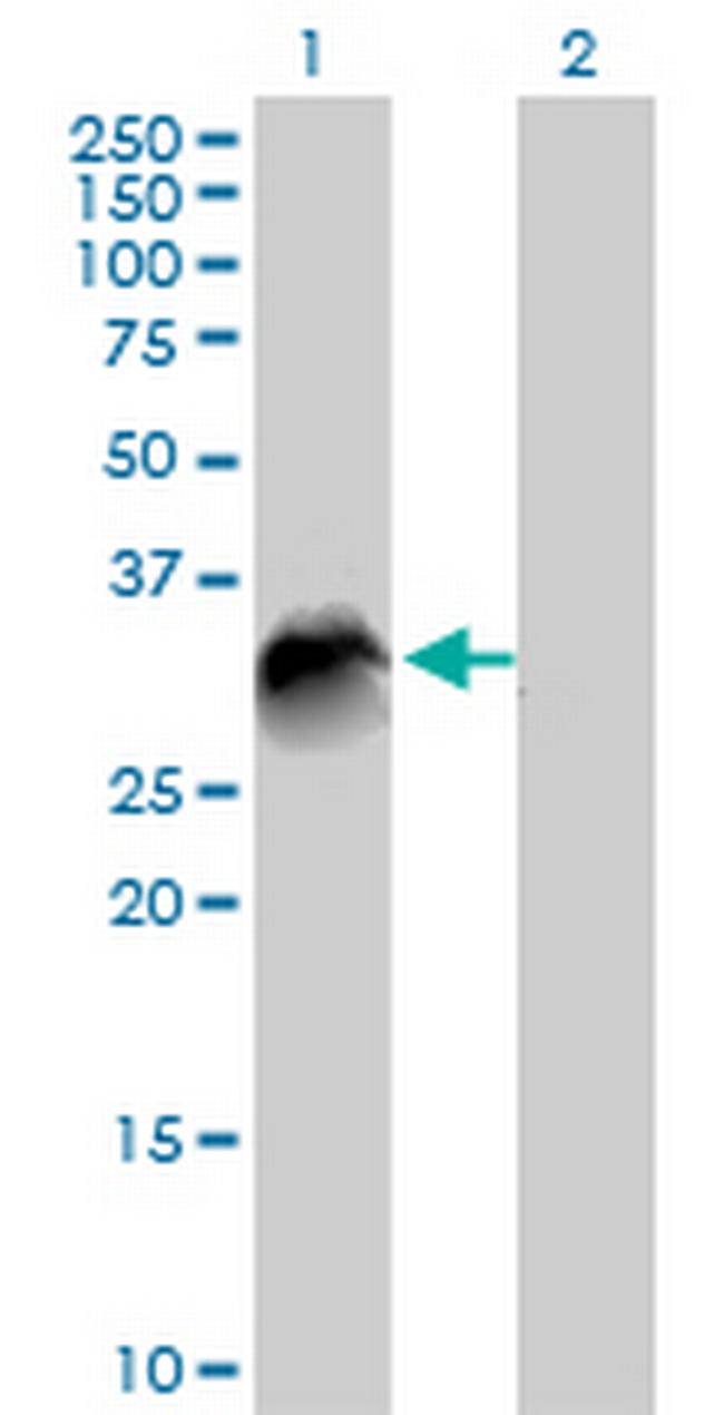 VTI1B Antibody in Western Blot (WB)