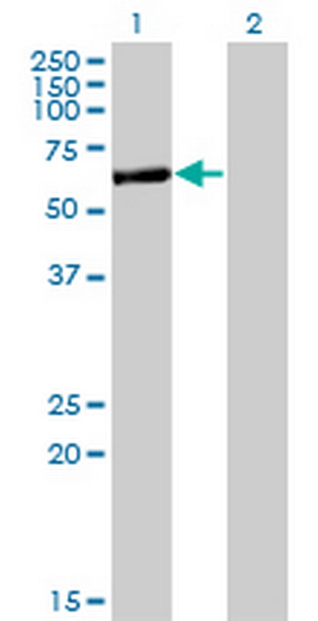 APPBP2 Antibody in Western Blot (WB)