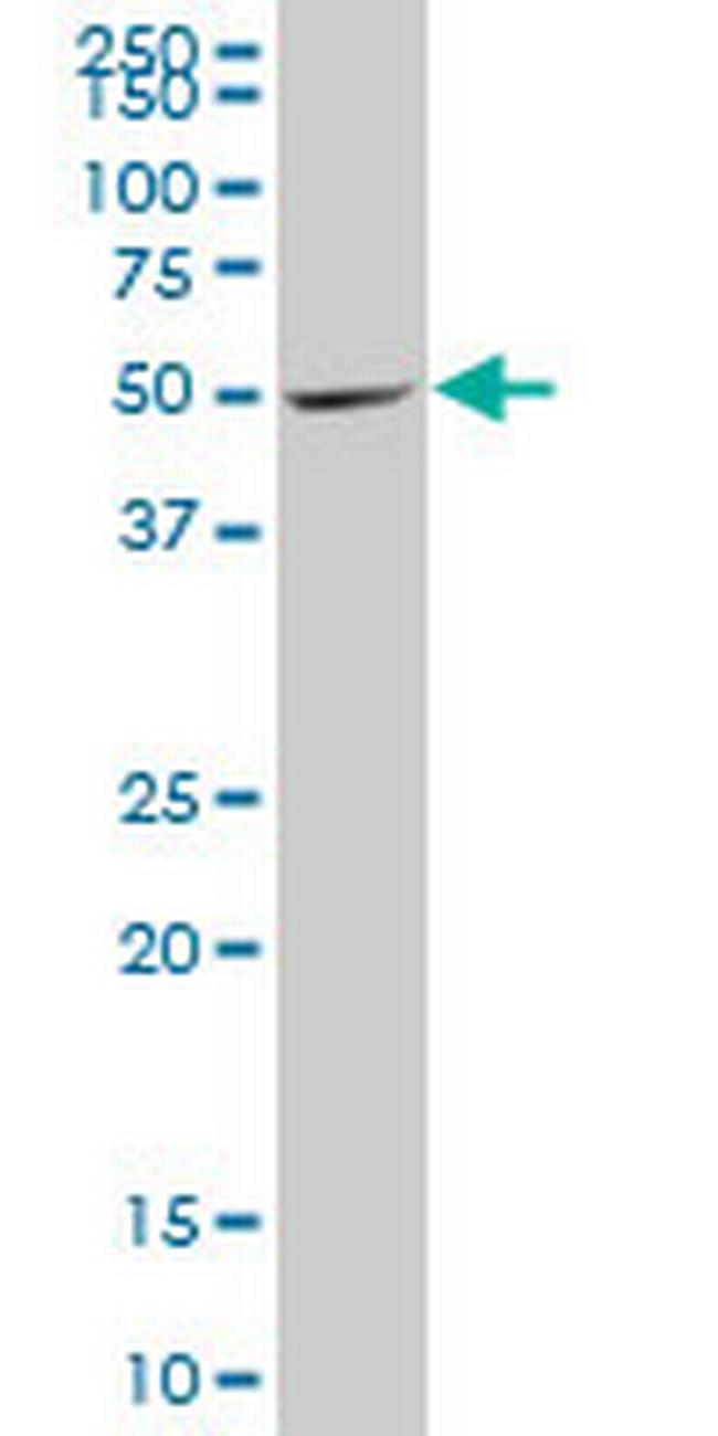 DEAF1 Antibody in Western Blot (WB)
