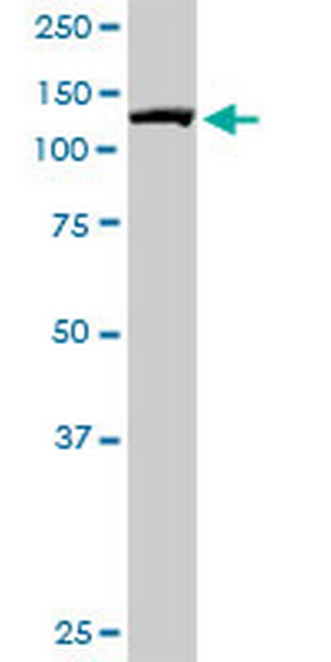 IPO7 Antibody in Western Blot (WB)