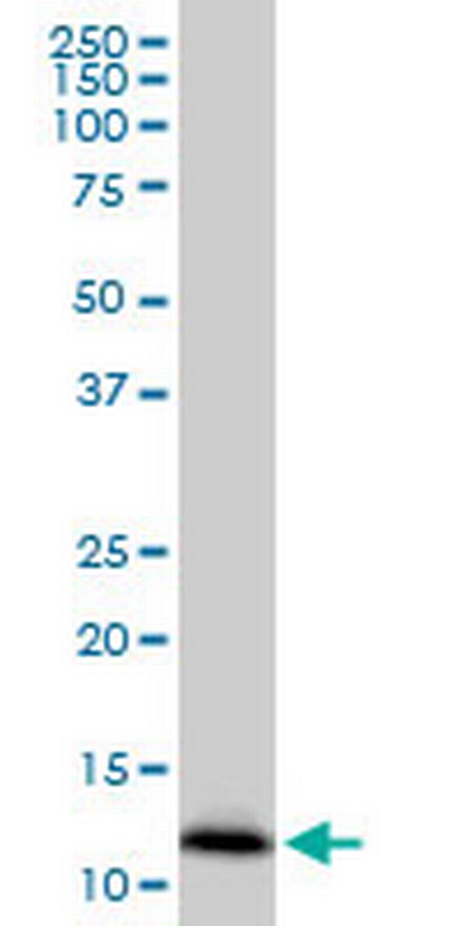 IFITM2 Antibody in Western Blot (WB)
