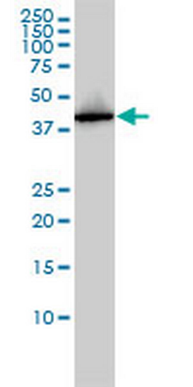 AHSA1 Antibody in Western Blot (WB)