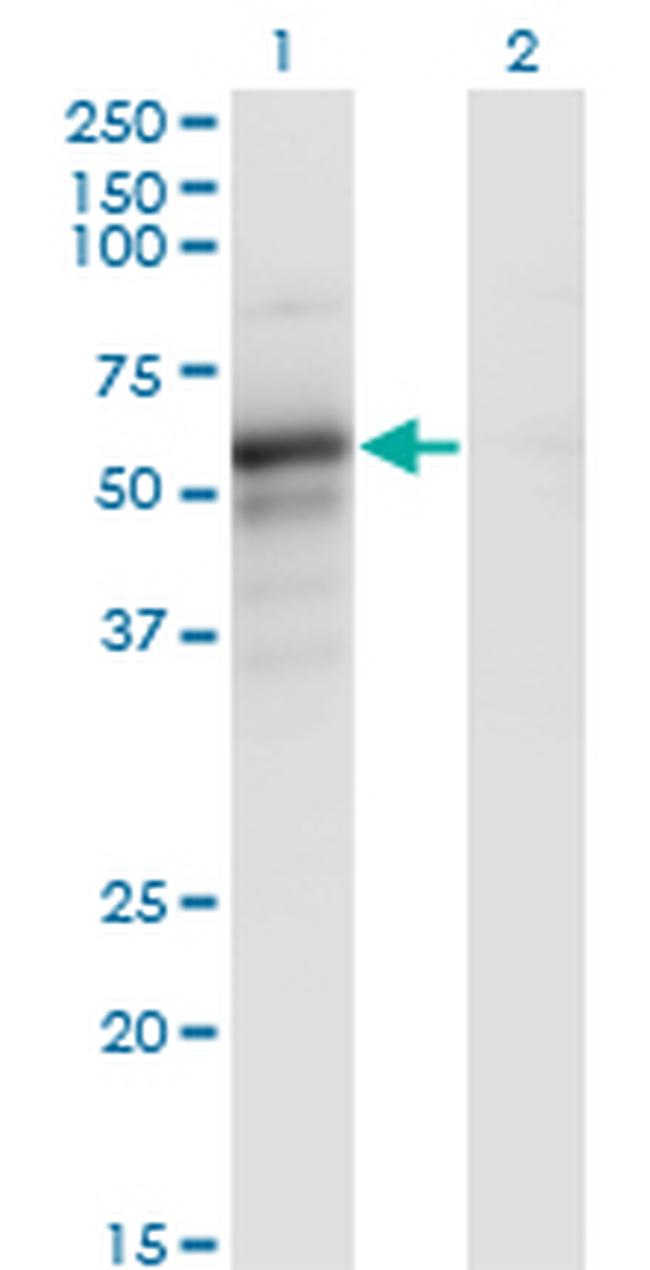 PAIP1 Antibody in Western Blot (WB)