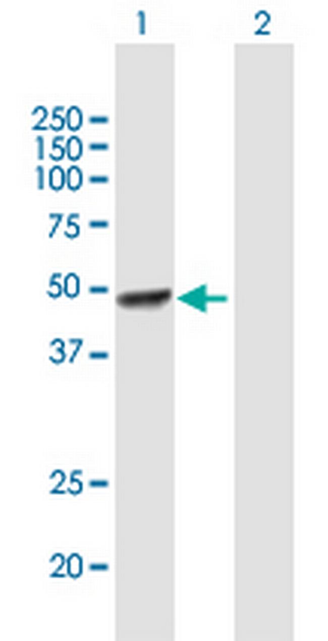 STAMBP Antibody in Western Blot (WB)