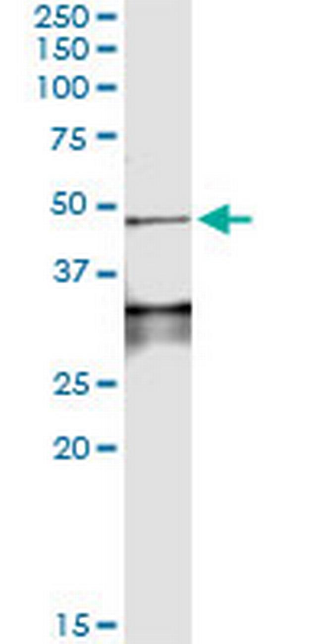 LEFTY1 Antibody in Immunoprecipitation (IP)