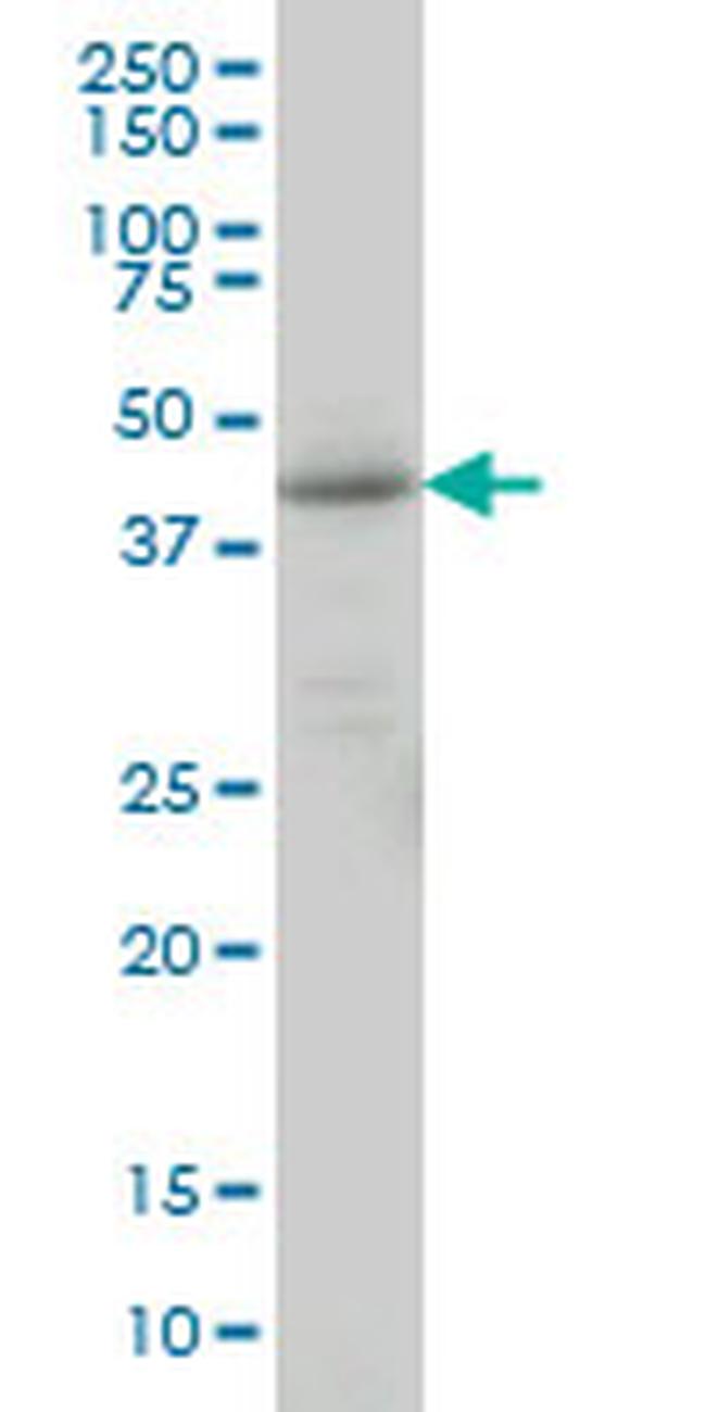 LEFTY1 Antibody in Western Blot (WB)