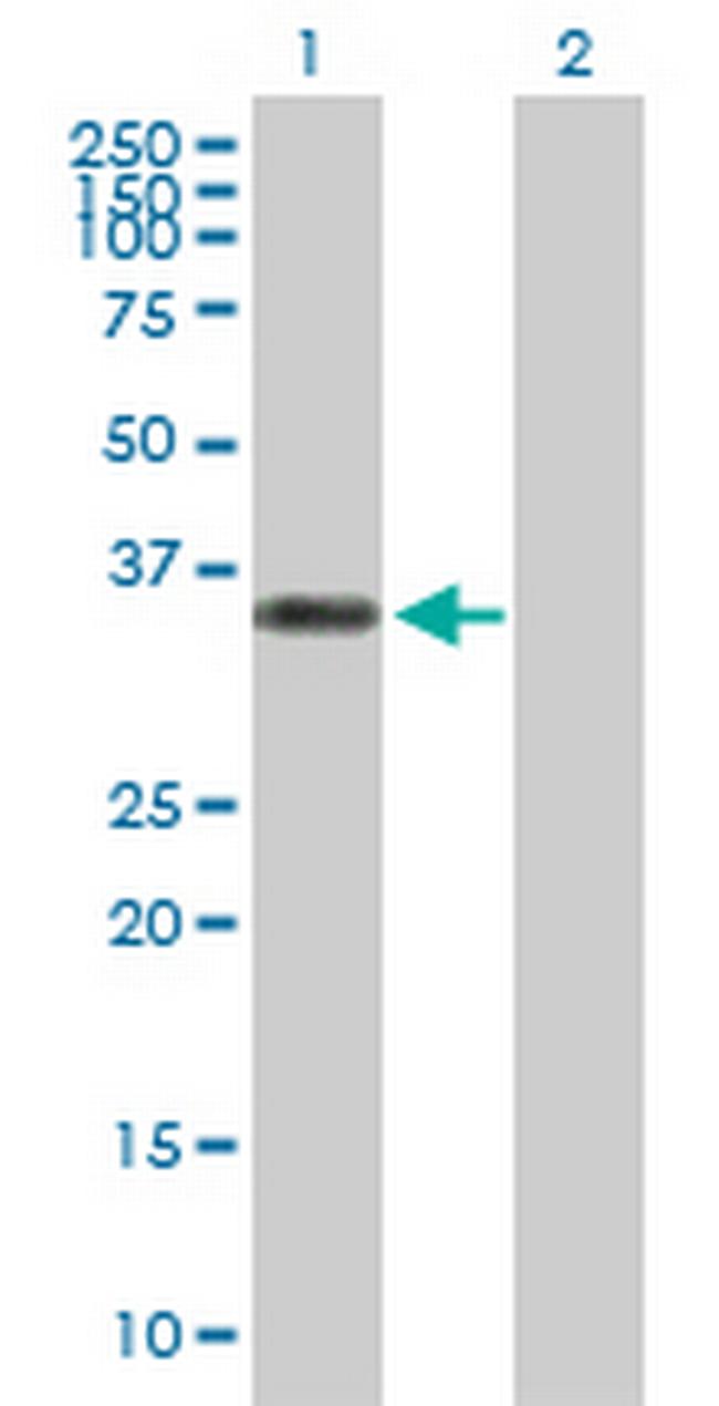 CGRRF1 Antibody in Western Blot (WB)