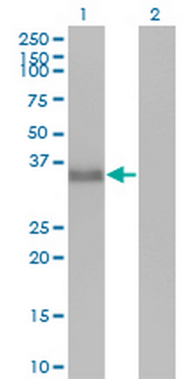 CGREF1 Antibody in Western Blot (WB)