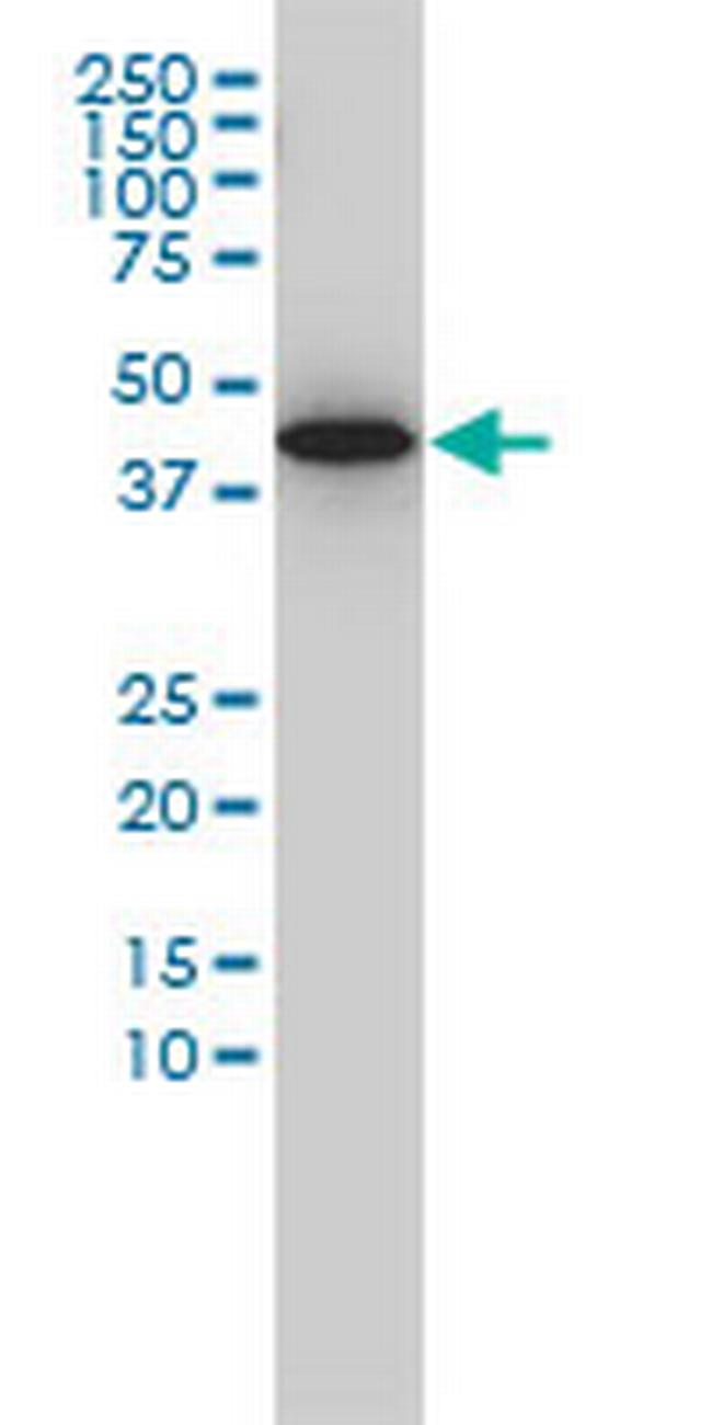 GNA13 Antibody in Western Blot (WB)