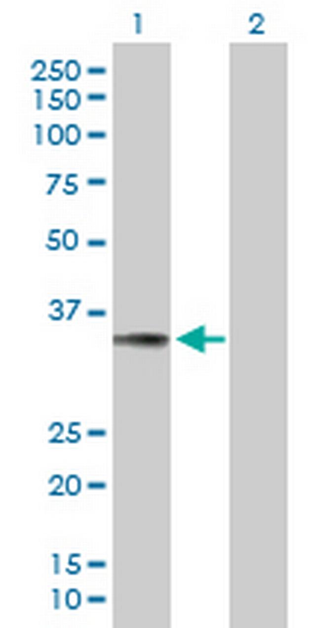TNFSF13B Antibody in Western Blot (WB)
