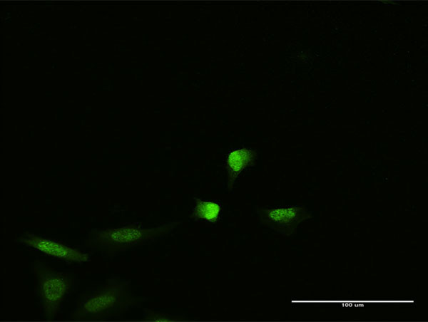 PNMA2 Antibody in Immunocytochemistry (ICC/IF)
