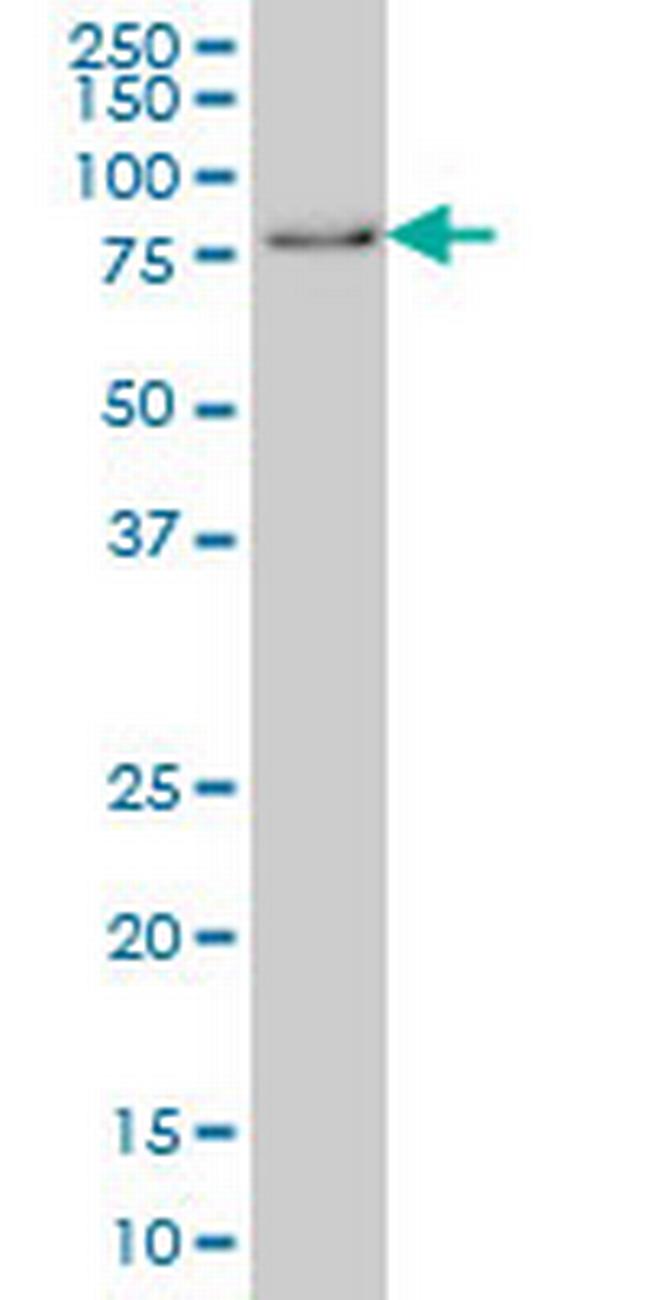 GMEB1 Antibody in Western Blot (WB)