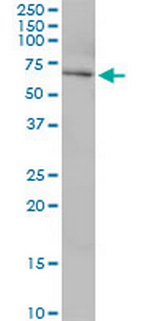 USP39 Antibody in Western Blot (WB)