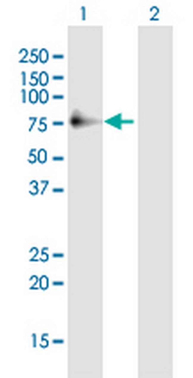 POLD3 Antibody in Western Blot (WB)