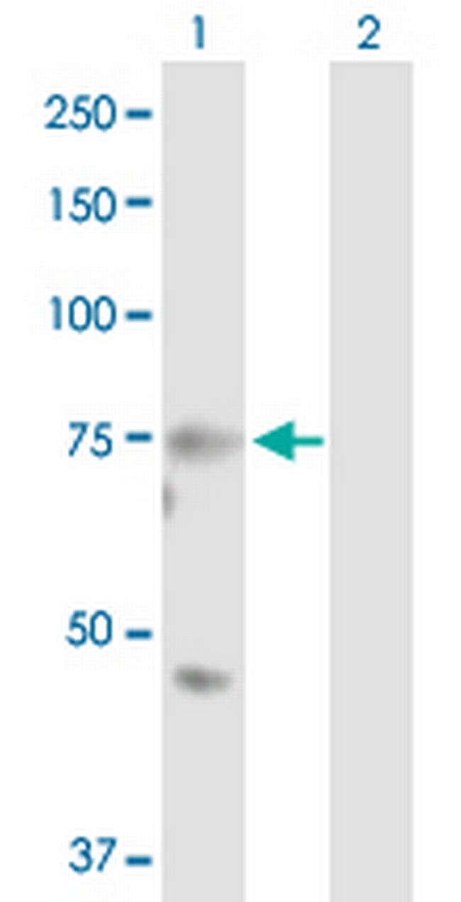 MASP2 Antibody in Western Blot (WB)