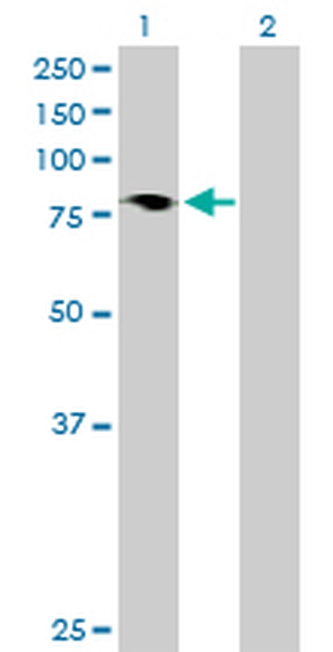 HBS1L Antibody in Western Blot (WB)