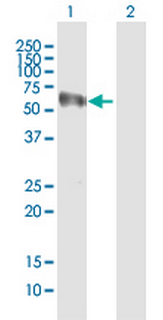 NOXA1 Antibody in Western Blot (WB)