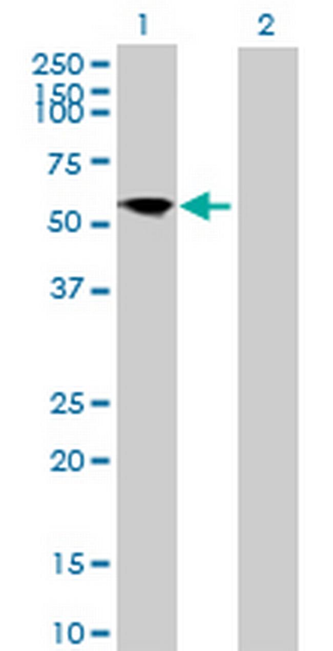 FRS3 Antibody in Western Blot (WB)