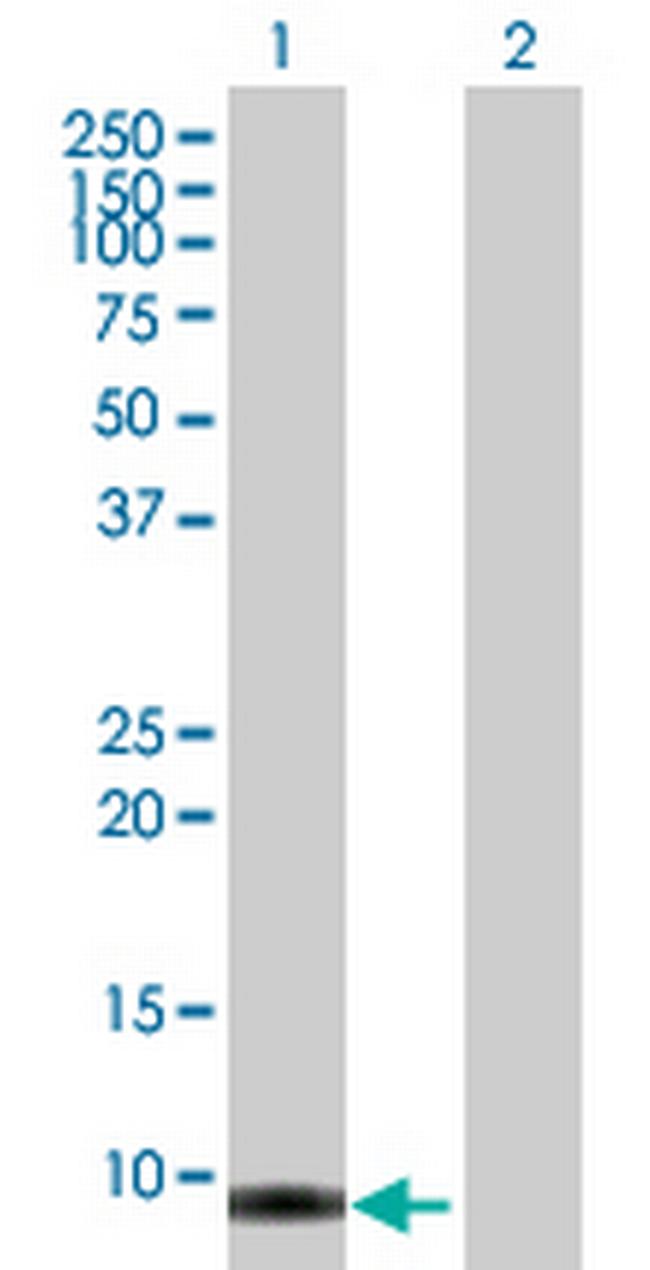 SMR3B Antibody in Western Blot (WB)