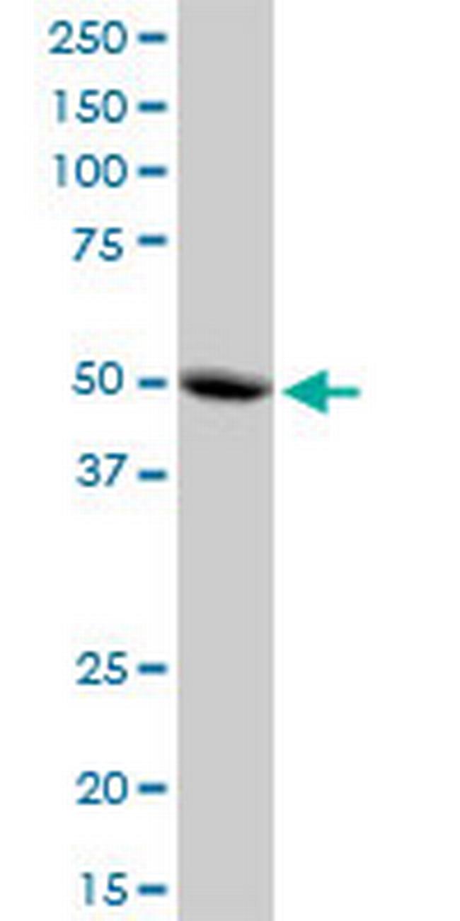 MRPS30 Antibody in Western Blot (WB)