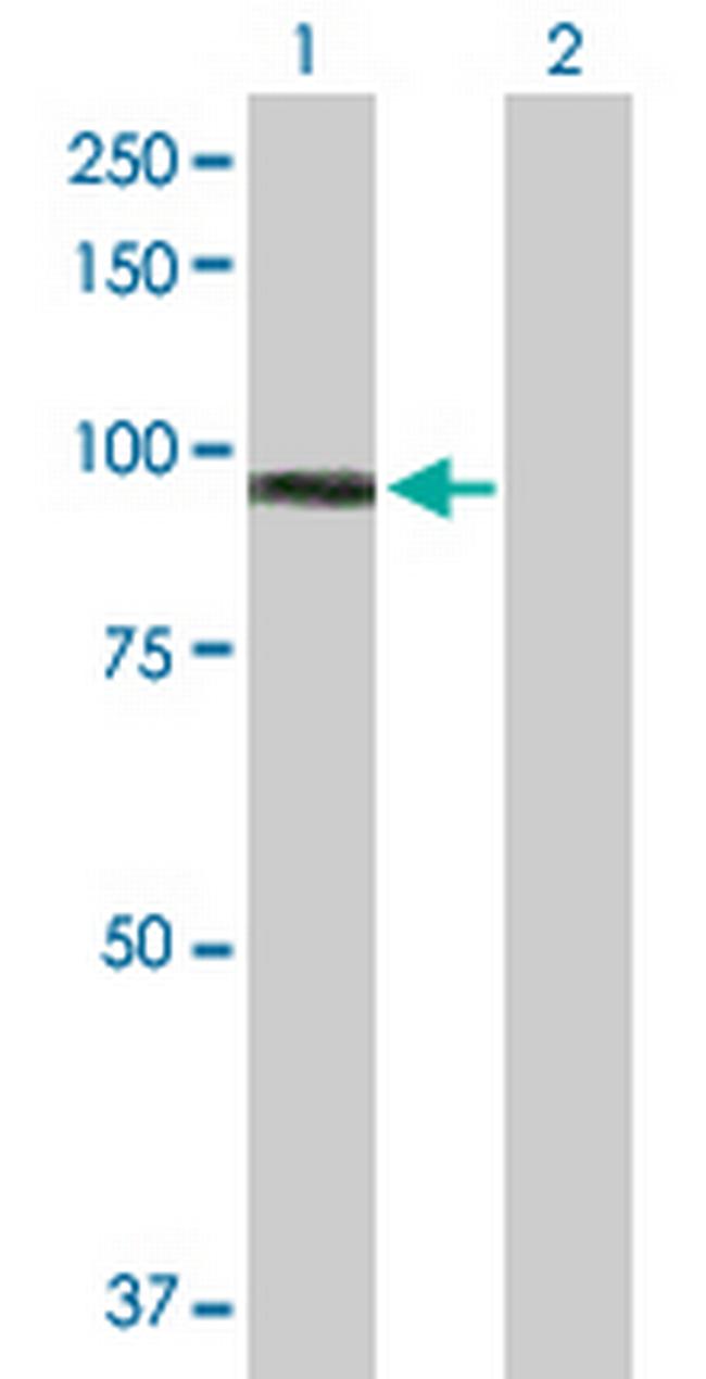 MALT1 Antibody in Western Blot (WB)