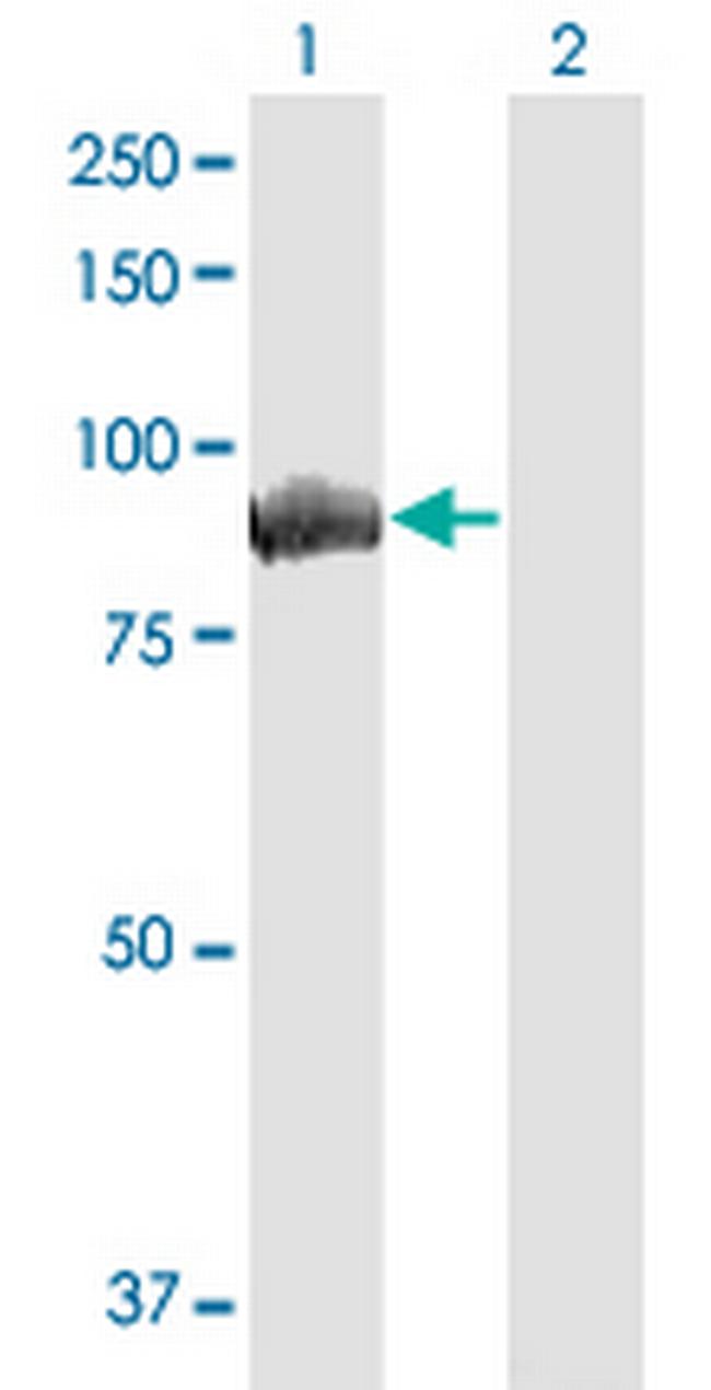 MALT1 Antibody in Western Blot (WB)