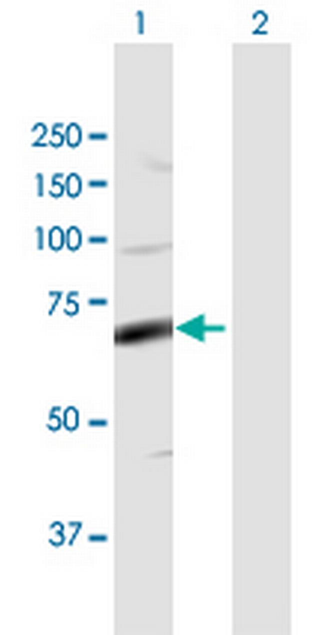 FASTK Antibody in Western Blot (WB)