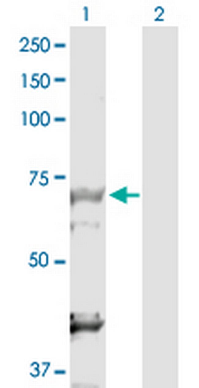 DBF4 Antibody in Western Blot (WB)