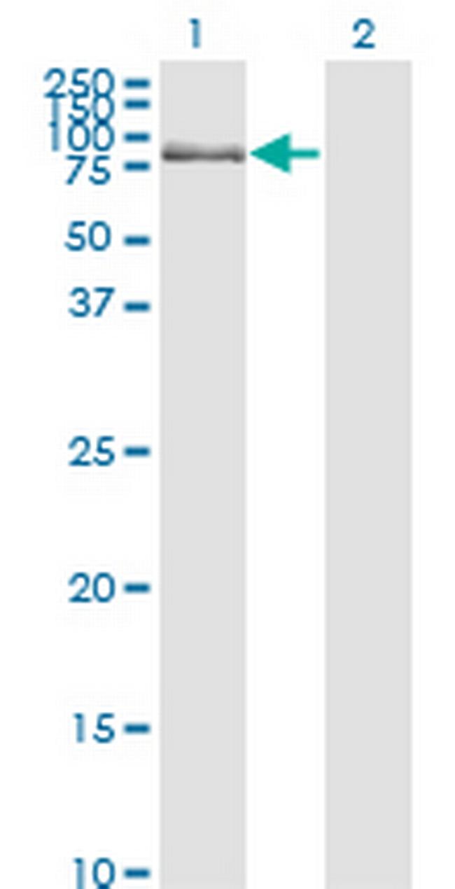DBF4 Antibody in Western Blot (WB)