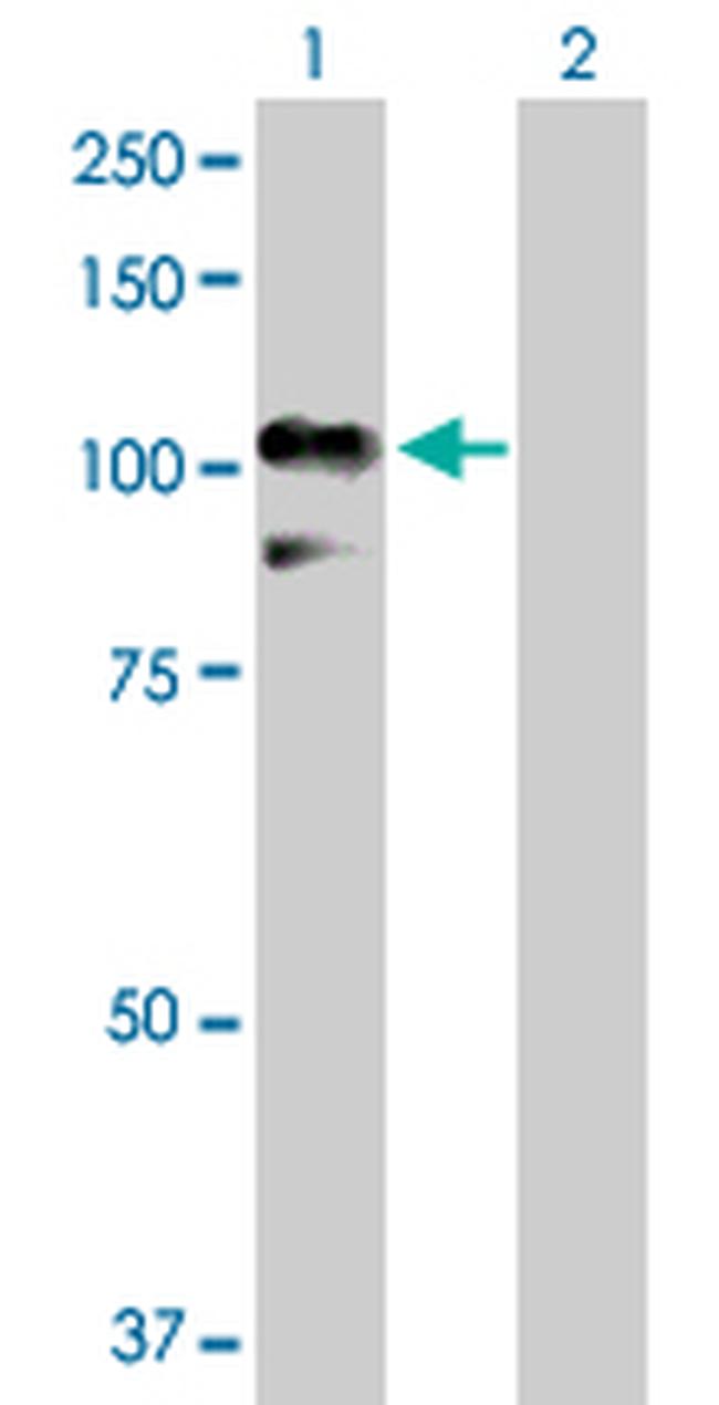 RALBP1 Antibody in Western Blot (WB)