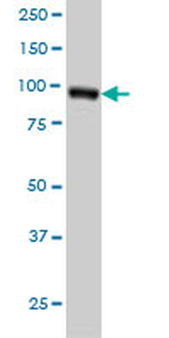RALBP1 Antibody in Western Blot (WB)