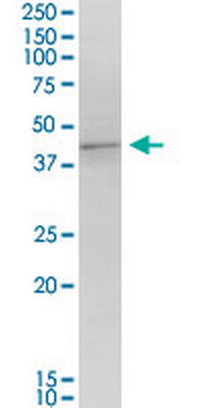 MORF4L1 Antibody in Western Blot (WB)