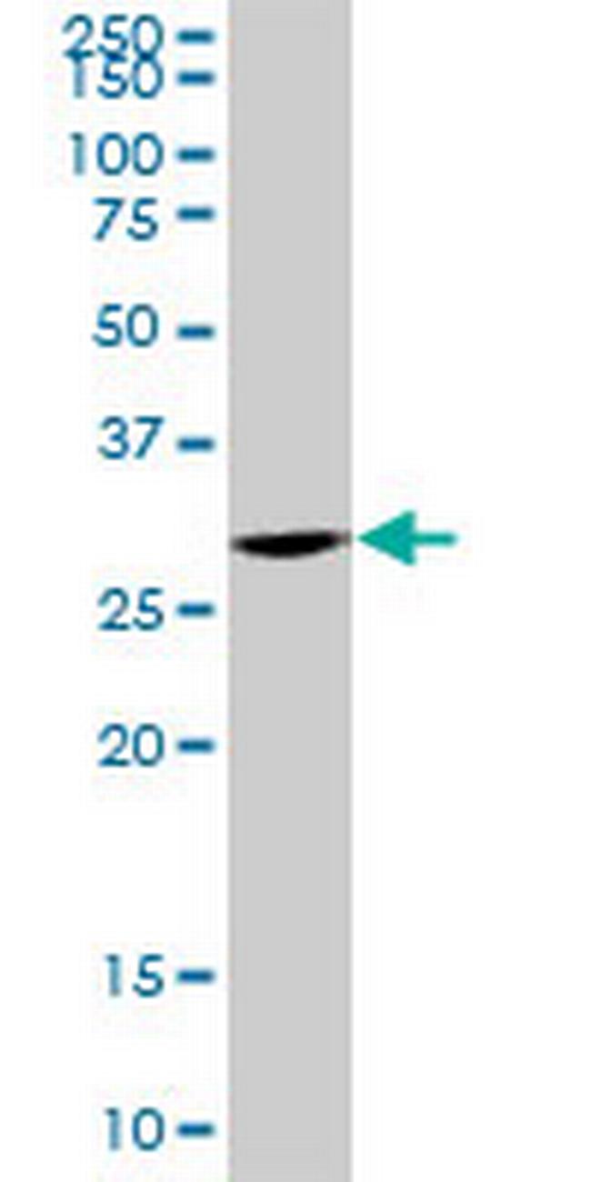 TOMM34 Antibody in Western Blot (WB)