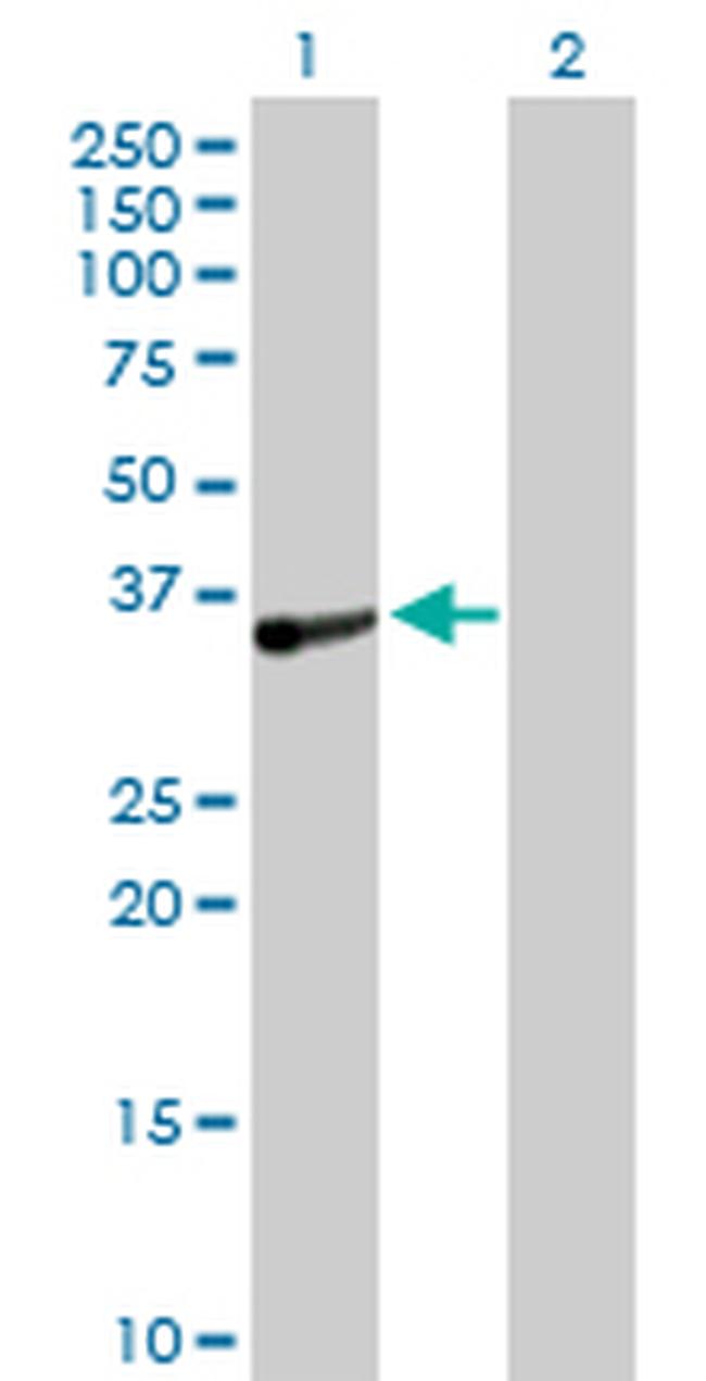 TOMM34 Antibody in Western Blot (WB)