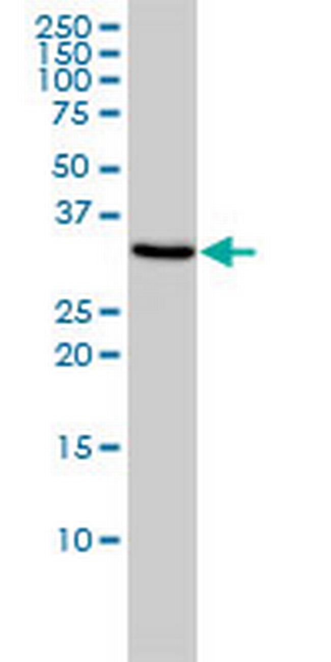 TOMM34 Antibody in Western Blot (WB)