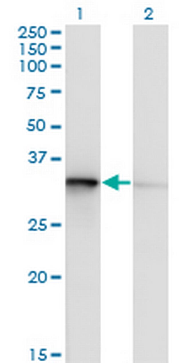 TOMM34 Antibody in Western Blot (WB)