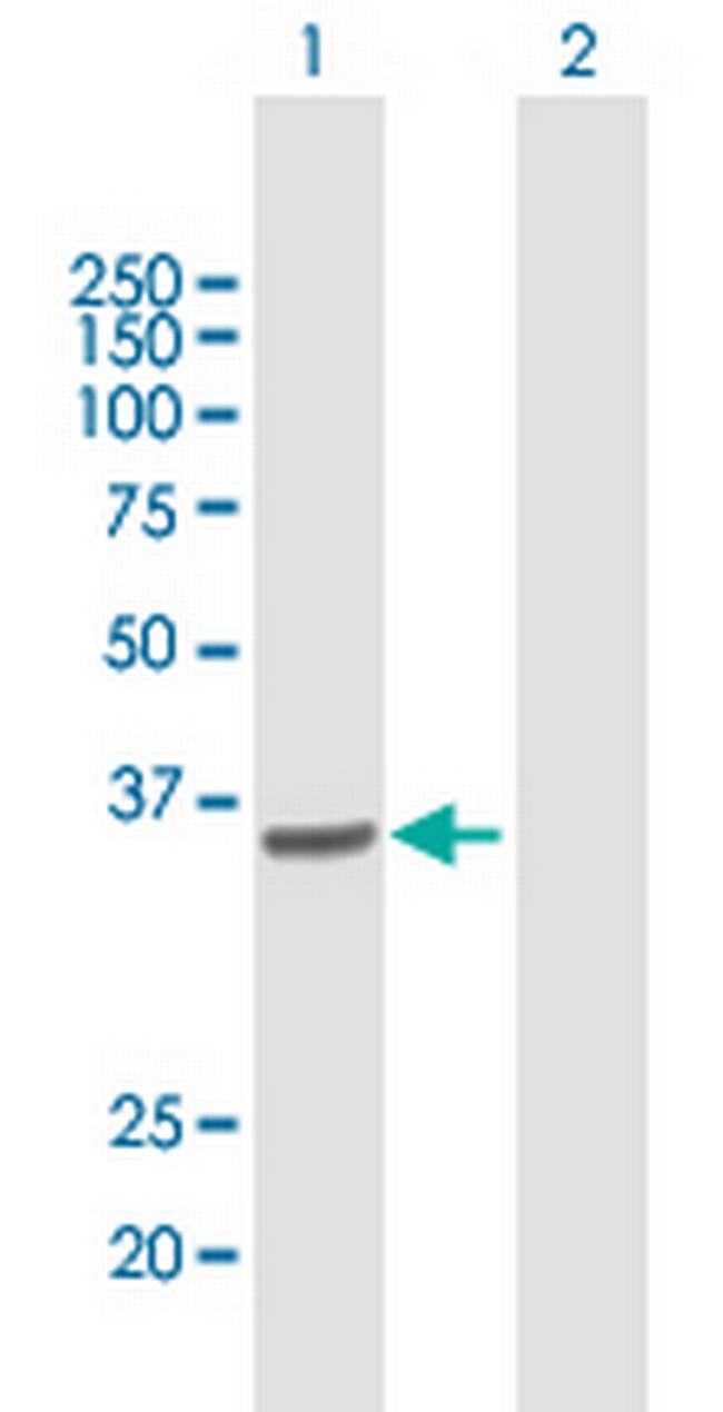COPS6 Antibody in Western Blot (WB)