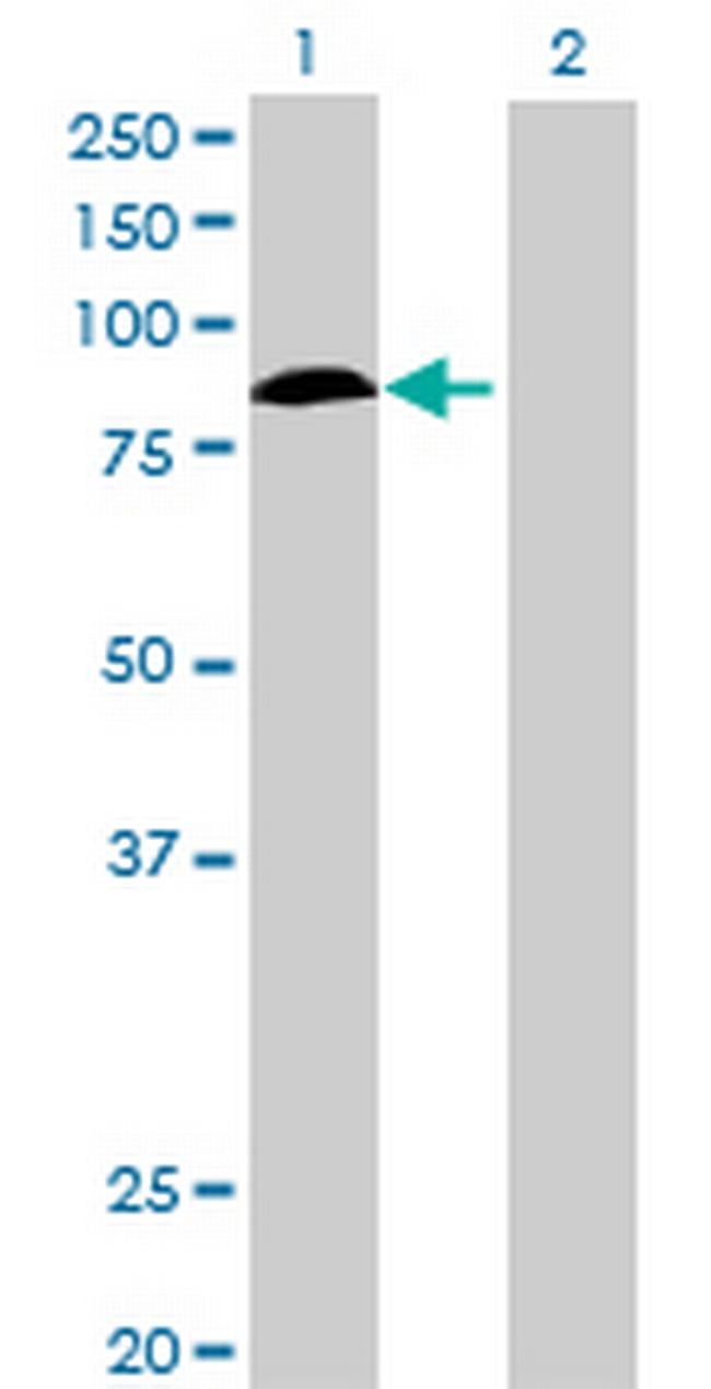 KIF2C Antibody in Western Blot (WB)