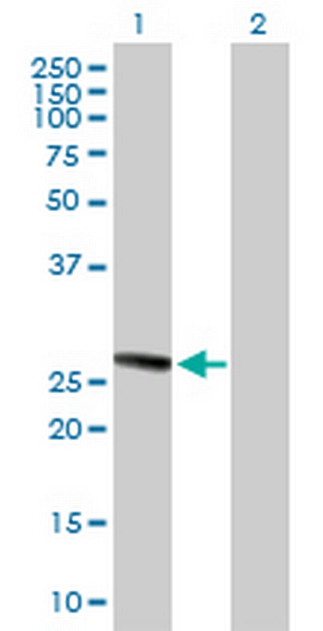TMED1 Antibody in Western Blot (WB)