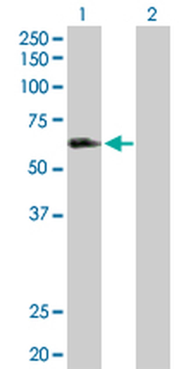 LILRA3 Antibody in Western Blot (WB)