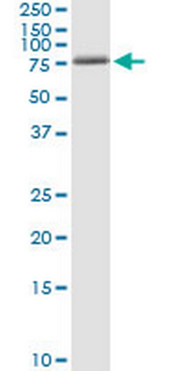 ALF Antibody in Immunoprecipitation (IP)